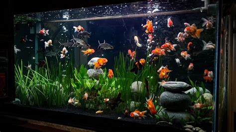 Golden Fish Tank .